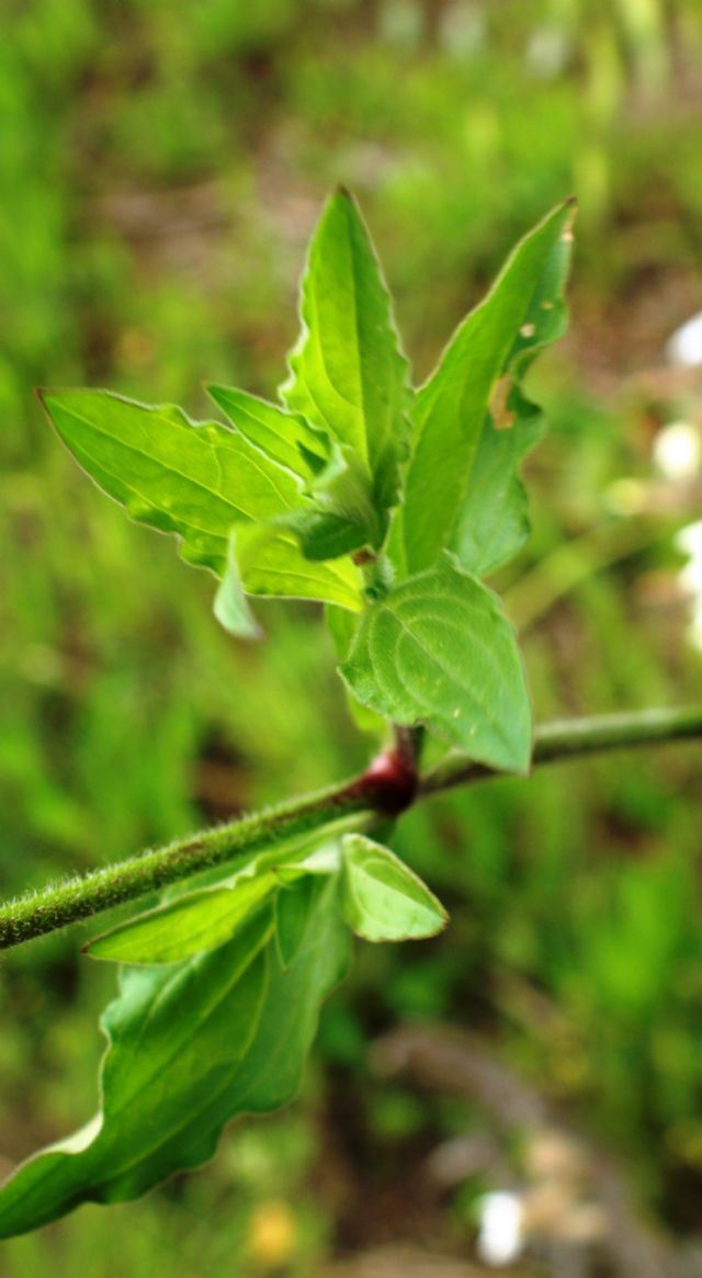 Silene alba